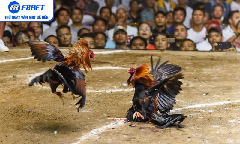Bet thủ đam mê kịch tính khó bỏ qua đá gà cựa sắt Bet thủ đam mê kịch tính khó bỏ qua đá gà cựa sắt